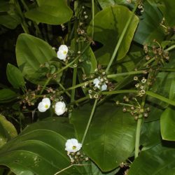 Alisma plantago-aquatica Komatipoort, RSA